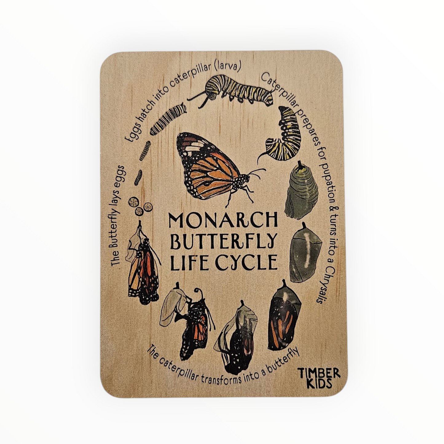 Butterfly Life Cycle Tile