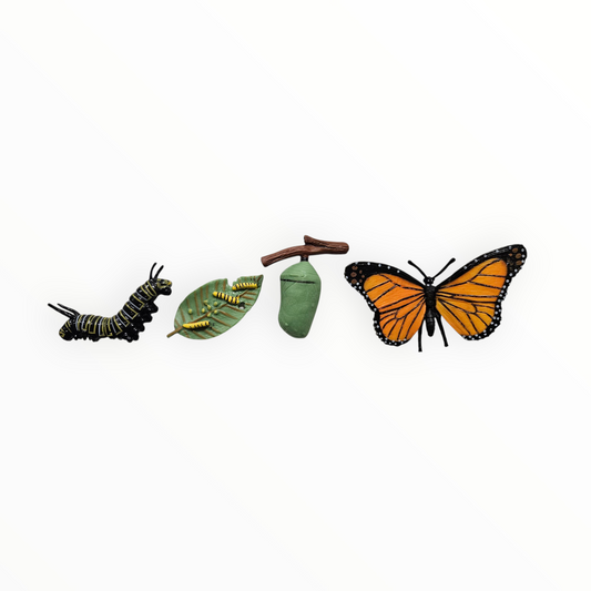 Butterfly Life cycle Figurines